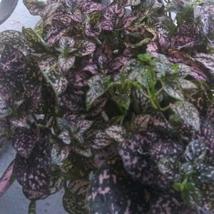 Meet your Posher, Tonya